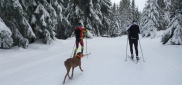 Ski kemp Benecko aneb škola techniky na běžkách  3.-11.1. 2015