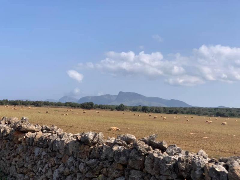 Mallorca kemp Starter I. 1. - 14.3.2021