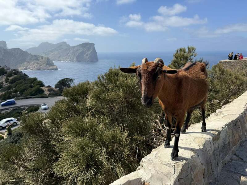 MALLORCA - CLASSIC - 28.3.-6.4.2025