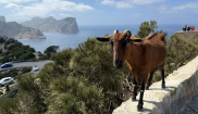 MALLORCA - CLASSIC - 28.3.-6.4.2025